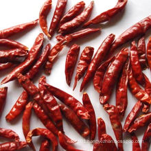 4-7cm Tianying Chili Large Supplier